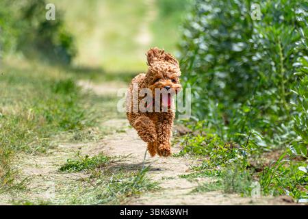cavapoo di 15 mesi che corre molto veloce - tutte le zampe sono decollate da terra. Foto Stock