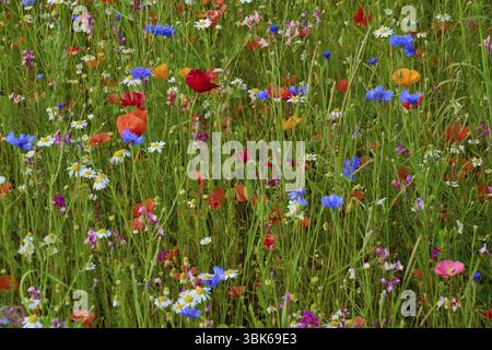 Fiori selvatici colorati, tra cui papaveri rossi, in un prato vivace, estate, Germerode, parco naturale Geo Park Frau-Holle-Land, Hoher Meissner, Hesse, Germ Foto Stock