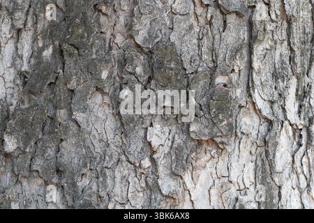 Primo piano della struttura della corteccia d'albero con venatura visibile e motivo della venatura del legno, trama dettagliata, tavolozza di colori neutri. Foto Stock