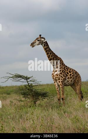 Jiraffe Masaai in Kenya, serie Close Up Foto Stock
