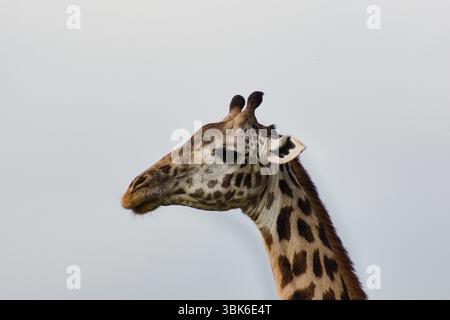 Jiraffe Masaai in Kenya, serie Close Up Foto Stock