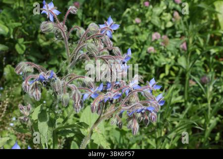 Pianta comune di Borage in fiore, fiori blu cielo fiori selvatici in giardino, erbe culinarie, Borago officianlis Foto Stock