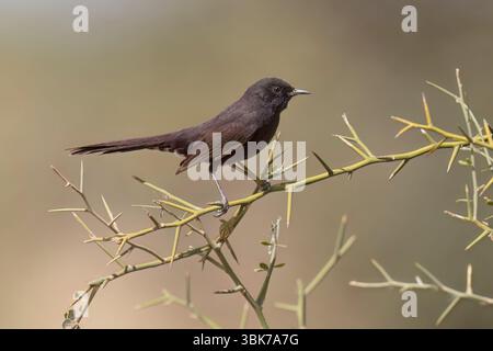 Black Scrub-Robin, Richard Toll, Senegal, marzo 2024 Foto Stock