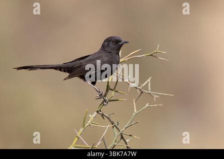 Black Scrub-Robin, Richard Toll, Senegal, marzo 2024 Foto Stock