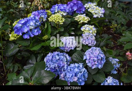 Hydrangea macrophylla di colore blu brillante Estate in fiore, nota anche come Bigleaf o Ortensia francese. Fiore del giardino della famiglia Hydrangeaceae. Foto Stock