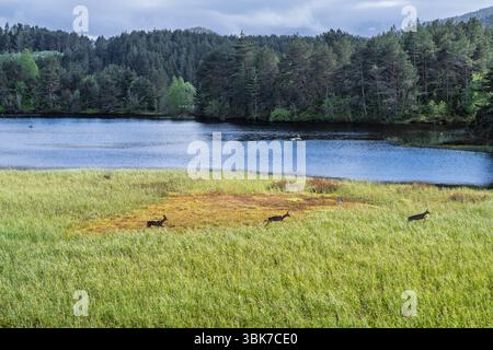 Ambiente naturale sereno con cervi che pascolano su lussureggianti praterie vicino a un lago, circondato da tranquille foreste e colline, che incarnano natura selvaggia e tranquillità. Foto Stock