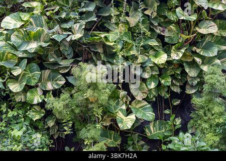 Parete ricoperta di piante e foglie verdi. Le piante sono di dimensioni e forme diverse. Il muro è coperto da una varietà di piante, tra cui alcune di queste Foto Stock