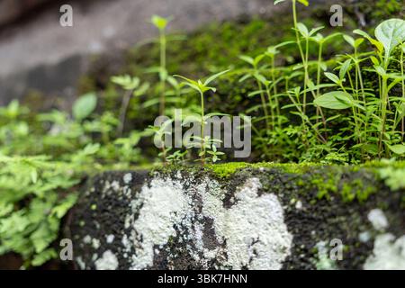 Muro di mattoni con muschio verde che cresce sopra. Il muschio sta coprendo il muro e i mattoni Foto Stock