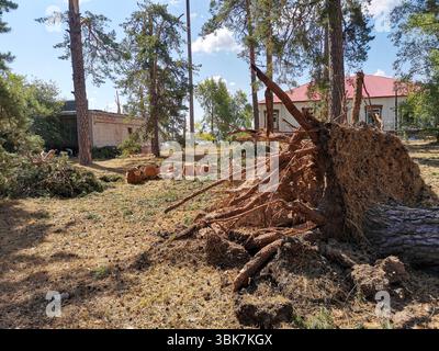 L'albero sradicato che mostra le sue intricate radici si trova in un'area boschiva illuminata dal sole, circondata da tronchi caduti e macchie di erba, creando una scena naturale Foto Stock