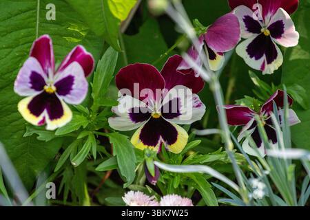 Primo piano di diversi fiori di pansia viola, bianca e gialla circondati da foglie e steli verdi. Foto Stock