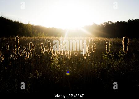 La luce del sole dorata splende attraverso un campo di code con foresta sullo sfondo. Tranquillo scenario naturale perfetto per temi come la calma e la luce serale Foto Stock