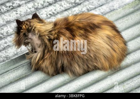 Un gatto tabby marrone e arancione dai capelli lunghi è adagiato su un tetto in metallo ondulato galvanizzato. Il gatto sembra essere un randagio o selvatico, con una ferita visibile Foto Stock