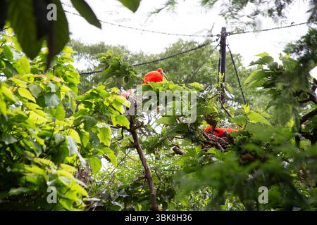 Scarlet ibis in un albero ZSL London Zoo. Foto Stock