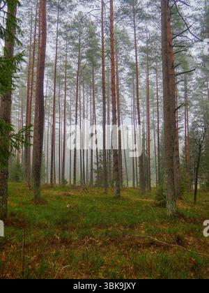 Foresta di pini nebbiosi in autunno con fitti alberi alti e terreno coperto di muschio verde Foto Stock