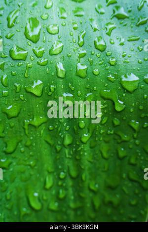 Primo piano di foglie verdi con gocce d'acqua sullo sfondo di un giardino tropicale Foto Stock