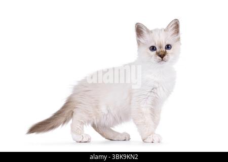 Simpatico gattino a punta di uccello sacro, in piedi o a piedi. Guardando accanto alla telecamera con occhi blu specifici per razza. Isolato su una b bianca Foto Stock