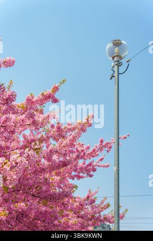 Fiore di ciliegio rosa o albero di Sakura che fiorisce accanto al semaforo e al cielo blu durante la primavera in Giappone Foto Stock