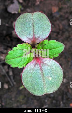 Indiano o Himalayan balsam piantina Foto Stock