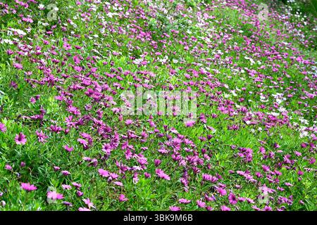 Vibrante esposizione primaverile di colori magenta e bianchi di fiori misti di Osteospermum Malaga, Spagna aprile Foto Stock