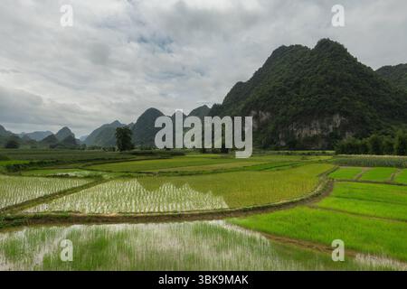 Risaie e formazioni rocciose calcaree panoramiche nell'area rurale della provincia di Cao bang Foto Stock