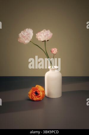 Ranunculus in vaso bianco, natura morta fiore Foto Stock