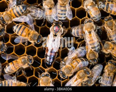 Un'ape regina scura contrassegnata da un punto rosso sul pettine di cera d'api, circondata da api operaie Foto Stock