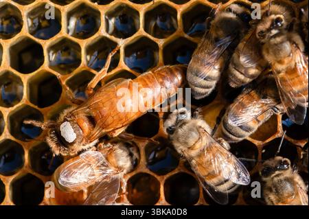Una regina d'api con miele d'oro contrassegnata da un punto bianco sul pettine di miele riempito di nettare Foto Stock