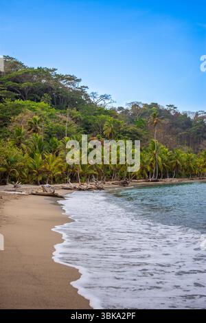 Una tranquilla spiaggia a Sapzurro, Choco, Colombia, caratterizzata da sabbia dorata, lussureggianti palme, e acque calme sotto un cielo azzurro. Foto Stock