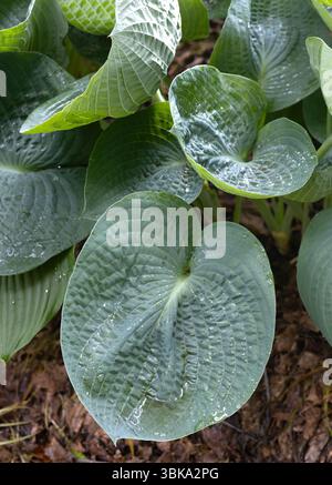 Hosta 'Abiqua bere Gourd'. Foto Stock