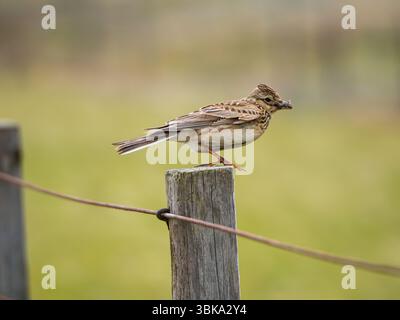 Skylark eurasiatico, Alauda arvensis, arroccato con una folta di larve nella riserva naturale di Rye Harbour, Regno Unito Foto Stock