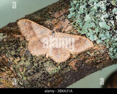 Adulti Riband Wave Moth, idaea aversata, un visitatore di giardini volanti estivi nel Regno Unito Foto Stock