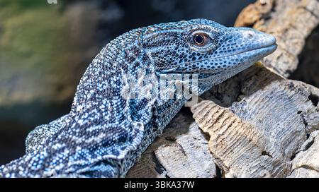 Vista ravvicinata di un varanus macraei (Blue Speckled Tree monitor) Foto Stock