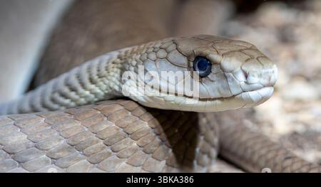Vista ravvicinata di un Mamba nero (Dendroaspis polylepis) Foto Stock