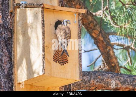 Gheppio americano femminile (Falco sparverius) arroccato all'ingresso di una scatola di legno montata su un albero di pino nell'habitat forestale. Foto Stock