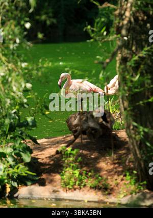 (Phoenicopterus roseus) - il grande fenicottero si trova in un piccolo lago incorniciato da alberi e arbusti sovrastanti Foto Stock