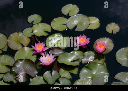 «Red Rembrandt» Winter-Hardy Water Lily Foto Stock