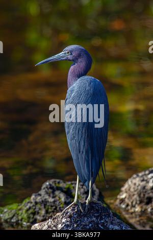 Questo piccolo airone blu adulto (Egretta caerulea) Foto Stock
