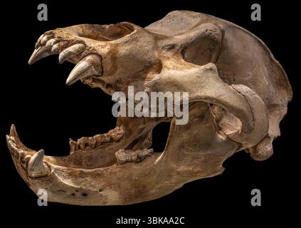 Teschio fossile dell'orso grotta, Ursus spelaeus, Pleistocene Europa Foto Stock