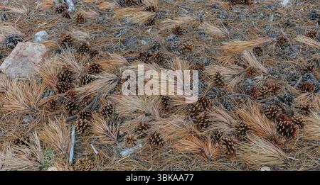 Detrite da pavimento forestale di conifere Foto Stock