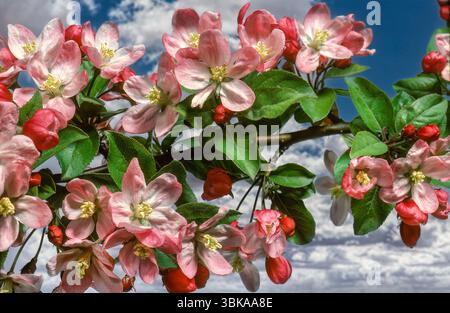 Crabapple Tree in fiore (Malus spp.) Foto Stock
