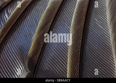 Un primo piano estremo (ECU) di una piuma d'uccello Foto Stock