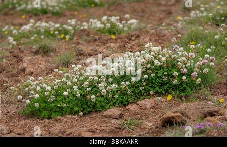Clover è una pianta erbacea a bassa crescita del genere Trifolium Foto Stock