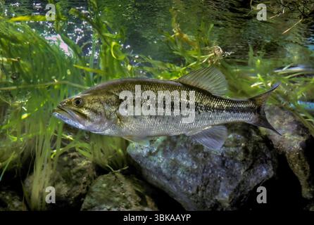 Largemouth Bass, Salmoides Micropterus Foto Stock