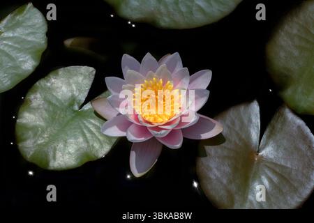 Questa foto mostra un'argilla rosa resistente, molto probabilmente Nymphaea "Pink Sensation", che fiorisce in uno stagno fermo. Foto Stock