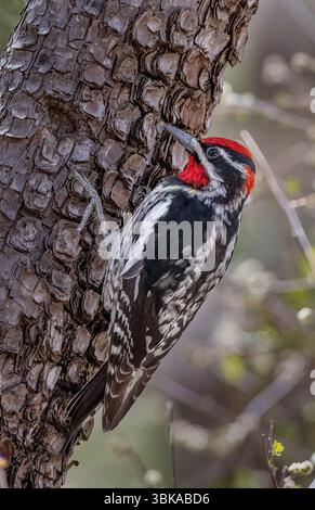 Rosso-naped Sapsucker, Sphyrapicus nuchalis, Arizona Foto Stock