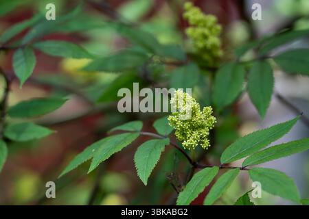 Fiori di arbusto di sambuco rosso in fiore su sfondo verde. Concentrazione selettiva, primo piano. Sambuco rosso in fiore (Sambucus racemosa), sfondo primaverile. Foto Stock