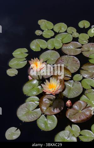 Ninfee ibride Foto Stock