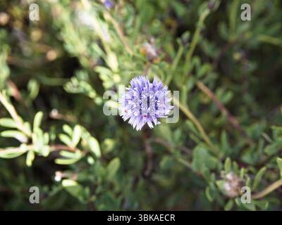 Fiore Jasione montana completamente aperto in tenui sfumature viola-blu, isolato con sfondo sfocato verde alla luce naturale del sole. Foto Stock