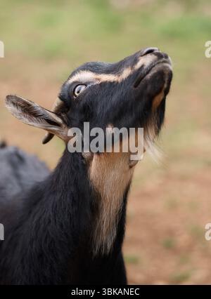 Una capra nera con corna lunghe distinte pone contro il recinto del fienile. La luce del sole migliora la consistenza della pelliccia. Foto Stock