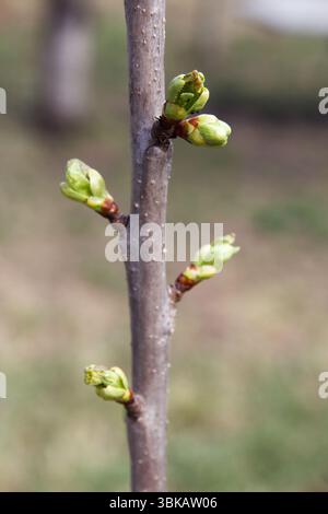 Foto ravvicinata di un ramo d'albero con diversi germogli verdi che iniziano a fiorire, scattata in luce naturale con uno sfondo erboso sfocato Foto Stock